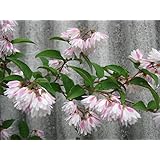 Amazon ウツギ 空木 ピンクポンポン 3株セット 八重咲き 手毬状 植木 苗木 花木 落葉中低木 花