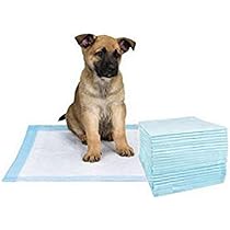 fall themed dog collars