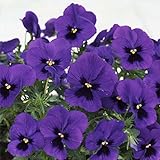 パンジー：よく咲くスミレブルーハワイ3～3.5号ポット4株セット[JFS受賞品種] ノーブランド品