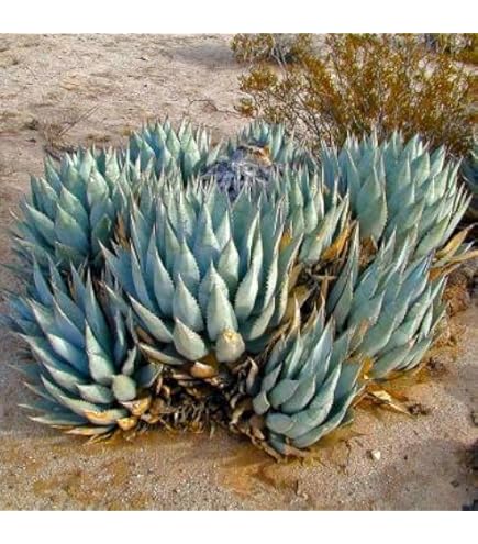 Amazon.co.jp: 4月入荷 オテロイ 種子 100粒 チタノタ アガベ : DIY