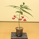小品盆栽:百両/カラタチバナ(赤実) 鉢植え(信楽焼鉢)