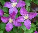 クレマチスジョリー・グッド４．５号サイズポット苗 ジャックマニー系