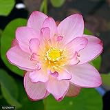 (ビオトープ/蓮)はじめてのハス栽培セット 招福蓮+ライズ(セサミグレー)+ヒメダカ+浮き草他 説明書付 本州・四国限定[生体]