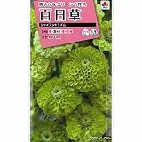 [タキイ 花タネ]百日草：ジャイアントライム の種　3袋セット