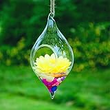 SHINA 2個セット 菱形 ハンギング ガラス 花瓶 水栽培ポット 観葉植物 水耕栽培植物 ホームデコレーション