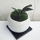 [ギフトに]万年青 （おもと）：お多福 白丸型陶器鉢Sサイズ植え・角受け皿付き