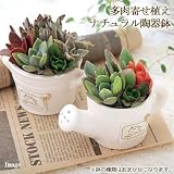 (観葉)私のオアシス ～多肉寄せ植えナチュラル陶器鉢～(1個)(鉢おまかせ) 本州・四国限定[生体]