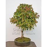 8 Kinds Bonsai Tree Seeds Rare Maple Seeds Plants Pot Suit for DIY Home Garden Maple Seeds - 20 PCS 