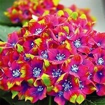 Amazon.co.jp: 花木苗 アジサイ スクロスワッカーバート外 1株