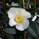 椿(ツバキ)の苗木 白侘助(接木苗)