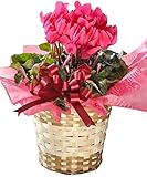 花由 バスケット付き シクラメン5号 鉢植え 人気のピンク【11月30日～12月3日のお届け】