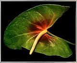 舌でチークby Harold Silverman – 花 16"x20" 74186-36-17FUSA