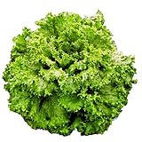 レタス 苗 ノーチップ 5ポットセット グリーンリーフレタス