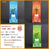風水で運気パワーアップ　ご神木　梛(なぎ)の木　３個セット　【土なし　清潔　水やり簡単　セラハイト】　「NHK大河ドラマ　女城主　直虎」で「愛しいものの無事を祈る木」「災いを避ける木」「良縁を結ぶ木」