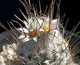 Turbinicarpus dickisoniae - cactus - 10 seeds