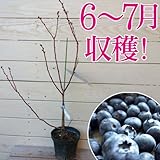 極寒地でも栽培可能！：ブルーベリー “ノーザンハイブッシュ系”（5号）*【品種選べます】 (ダロウ)