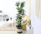 ソング オブ ジャマイカ 10号 ストライプバスケット鉢カバー