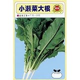 葉大根 種 小瀬菜 (こぜな) 小袋（約9ml）