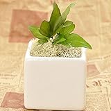 プリザーブドフラワー 花花 観葉植物 (アイビー) 枯れないお花 お祝い プチギフト プレゼント (オリジナルメッセージカード ラッピング 無料対応)