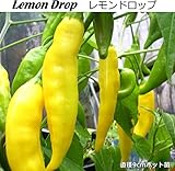 辛とうがらし 苗 Lemon Dropレモンドロップ トウガラシ 唐辛子 9cmポット （ ホット ペッパー ）