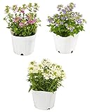 花市場直送便 花苗 ネメシア MIX 12入