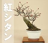いよじ園 【】 紅シタン（石付） 小品サイズ 【雑木盆栽】 ▼ご選択ください,13
