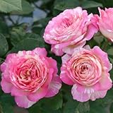 バラ苗 マルクシャガール 【デルバール (del)】大苗 6号ポット ピンク色 バラ 苗 四季咲き 直立性 大輪 薔薇