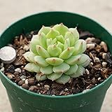 ドンド 7.5cmポット エケベリア Echeveria 'Dondo' ドント 福岡県産 多肉植物 多肉 観葉植物 インテリアグリーン 寄せ植えに