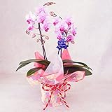 胡蝶蘭 ミディ ランラン 2本立ち 4号陶器鉢 お姫様ラッピング