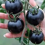 Lorny(TM) 20種子/パック非常においしいBLACKトマト種子栄養健康野菜種子トマト種子
