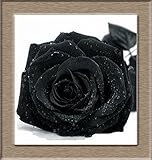Spend Climbing roses seeds 100pcs, potted flowers, plants rose, it is the seed, not a rose seedlings