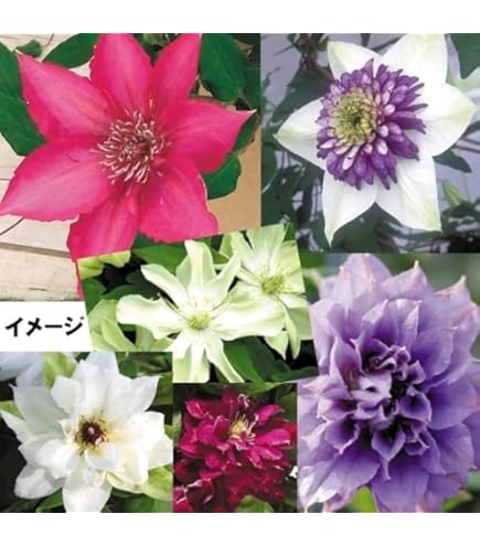 クレマチス　苗　④ Amazon.co.jp: クレマチス ザ プレジデント 12cm苗 紫 【ラヌギノーサ