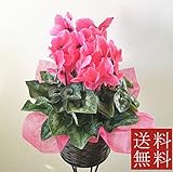 豪華なシクラメン！もちろん 籠付き【ご贈答用ラッピング】