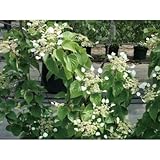 緑のカーテン イワガラミ(岩絡み)・ムーンライト(大株) ブロック 石垣 落葉つる性木本