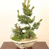 盆栽:五葉松・にれけやき寄せ植えE*