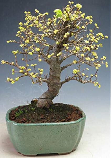 Amazon 盆栽 小葉性ニレケヤキの鉢植え 現品 ヴェールモア 観葉植物