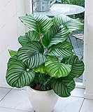 50 Pieces / Bag Rare Calathea Seeds Air Freshening plants Ice Cream Flowers Office Desk Bonsai for F