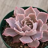 シャビアナ・ピンクフリル 7.5cmポット エケベリア Echeveria shaviana 福岡県産 多肉植物 多肉 観葉植物 インテリアグリーン 寄せ植えに