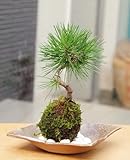 置くだけで温かみを感じるモダンな苔玉【黒松の苔玉・焼締茶器・敷石セット】 (白石)