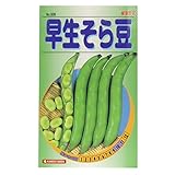 カネコ種苗  野菜タネ 早生そら豆 10袋セット 508