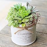 多肉植物 寄せ植え tanikuポット Lサイズ