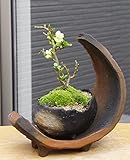 海岸から迫り出したような景色【白長寿梅（しろちょうじゅばい）の盆栽（鉢 真山茜）・三日月型　盆栽・苔玉飾り台セット】