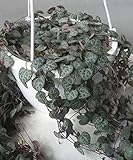 ハートカズラ（６号吊り）