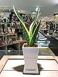 送料無料 サンセベリア ローレンティー コンパクタ サンスベリア 観葉植物 鉢植え 陶器 インテリア 北欧 ギフト お祝い おしゃれ ホワイトトール