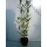 【5本セット】 シマトネリコ 樹高1.0m前後 18cmポット 株立ち人気の庭木 苗木 植木 苗 庭木 生け垣