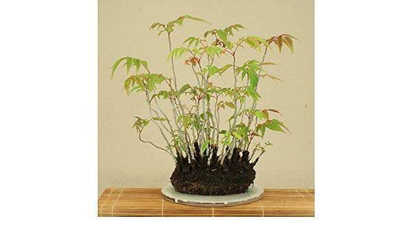 Amazon いよじ園 草物盆栽 ハゼ寄せ植 根洗 陶板付 いよじ園 盆栽