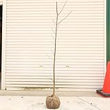 庭木：桂の木（カツラの木）　単木　極太品　樹高：約170ｃｍ　　ヤマト便(大型商品)発送となります 商品番号 n0868