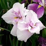 (ビオトープ/水辺植物) 花菖蒲 姫街道(ヒメカイドウ)(1ポット分) 本州・四国限定[生体]