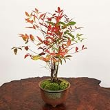 小品盆栽：南天(萬古焼丸鉢）*祝い ギフト gift 誕生日祝 御祝 プレゼントにもbonsai