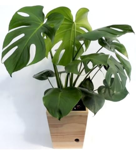 Amazon.co.jp: 【現品】 モンステラ・デリシオサ・イエローマリリン